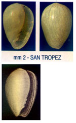 Gibberula turgidula