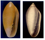 Volvarina mitrella