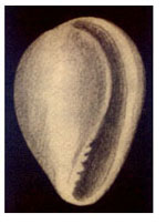 Granulina tenuilabiata