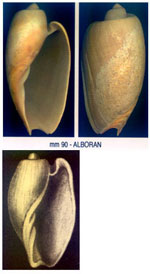 Cymbium olla
