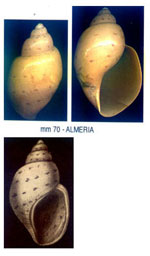 Ampulla priamus