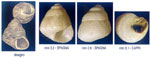 Jujubinus tumidulus