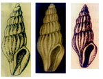 Haedropleura secalina