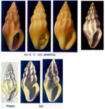 Haedropleura septangularis