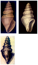 Micropleurotoma spirotropoides