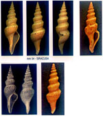 Fusiturris undatiruga