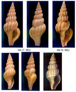 Comarmondia gracilis