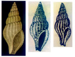Comarmondia inflata