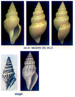 Corinnaeturris leucomata