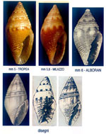 Mitromorpha (Mitrolumna) crenipicta