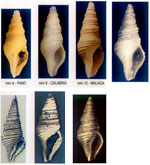 Drilliola emendata