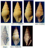 Microdrilliola loprestiana