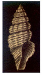 Lienardia mighelsi