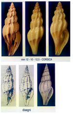 Mangelia attenuata