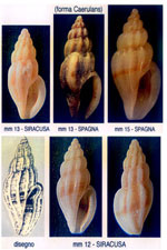 Mangelia bertrandii