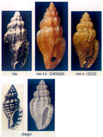 Mangelia brusinae
