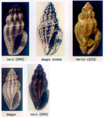 Mangelia callosa