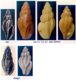 Mangelia coarctata