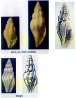 Mangelia costata
