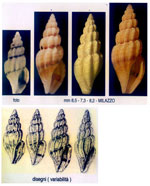 Mangelia costulata