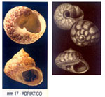 Gibbula ardens