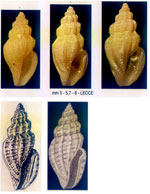 Mangelia derelicta