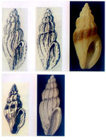 Mangelia difficilis