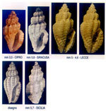 Mangelia fieldeni