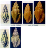 Mangelia goodallii