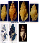 Mangelia paciniana