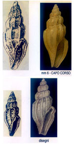 Mangelia pallaryi