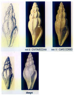 Mangelia payraudeaui