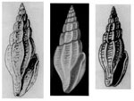 Mangelia pontica