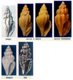Mangelia scabrida