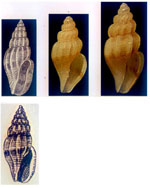 Mangelia secreta