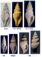Mangelia serga