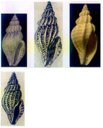 Mangelia sicula