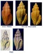 Mangelia stossiciana