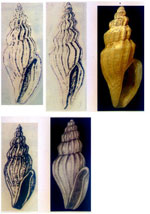 Mangelia tenuicostata