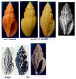 Mangelia unifasciata