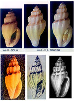 Mangelia vauquelini