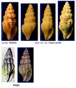 Bela brachystoma