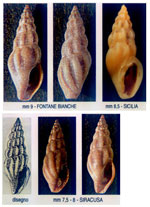 Bela decussata
