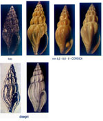 Bela fuscata