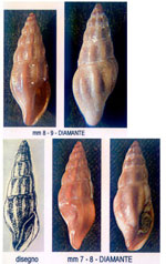 Bela laevigata