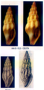 Bela oceanica