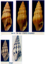 Bela ornata