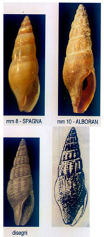 Bela septenvillei