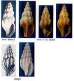 Bela taprurensis