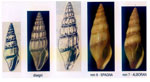 Bela zonata